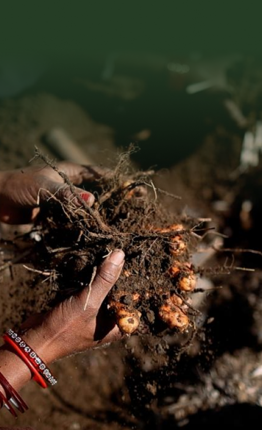 From our farms in Tatva Hills to your everyday health.