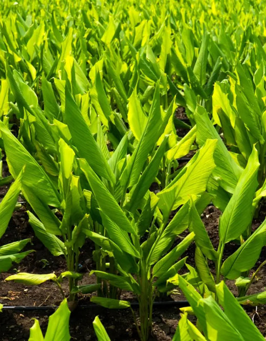 Farm-First Sourcing