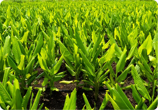 It starts in the soil